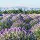 Campos de flores en primavera - inuitz